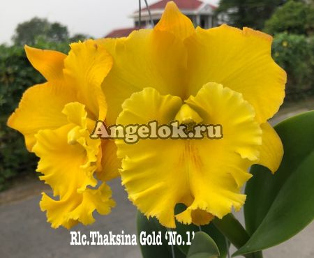 Каттлея (Rlc.Thaksina Gold 'No.1')