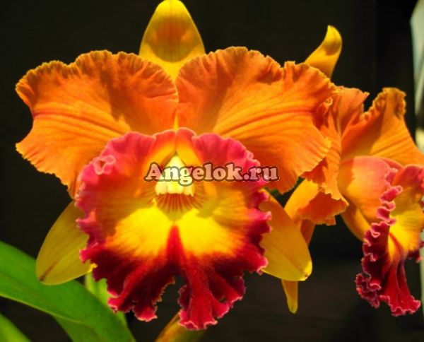 фото Каттлея (Blc.Taiwan Ruby 'Magic') Тайвань от магазина магазина орхидей Ангелок