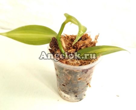 фото Ваниль плосколистная (Vanilla planifolia) черенок от магазина магазина орхидей Ангелок