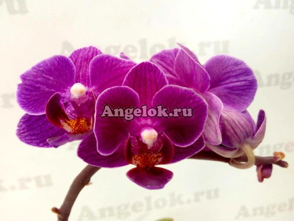 фото Фаленопсис мини (Phalaenopsis Morelia) от магазина магазина орхидей Ангелок