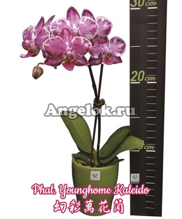 Фаленопсис (Phalaenopsis Younghome Kaleido) Тайвань