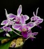 фото Фаленопсис Эквестрис (Phalaenopsis equestris Dark Red Lip) от магазина магазина орхидей Ангелок