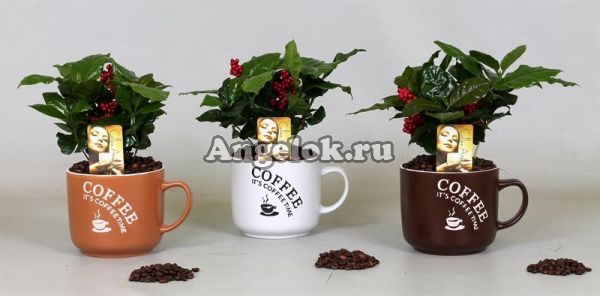 фото Кофе (Coffea) от магазина магазина орхидей Ангелок