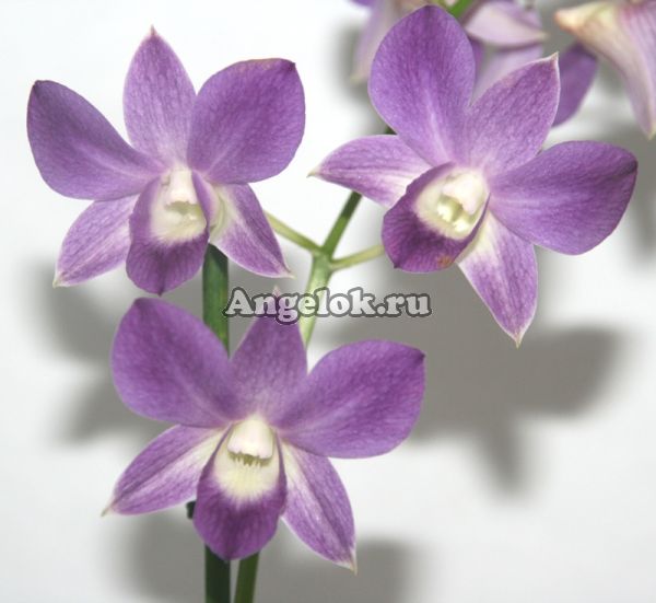 фото Дендробиум фаленопсис (Dendrobium Genting Blue) от магазина магазина орхидей Ангелок