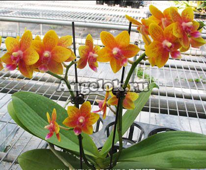 фото Фаленопсис (Dtps.Tying Shin Phoenix) от магазина магазина орхидей Ангелок