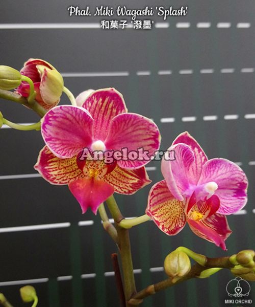 фото Фаленопсис детка (Phalaenopsis Miki Wagashi 'Splash') Тайвань от магазина магазина орхидей Ангелок