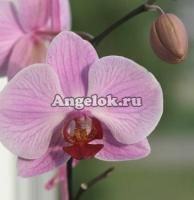Фаленопсис (Phalaenopsis Dion Red Lip)