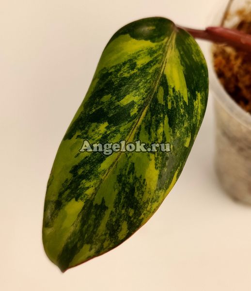 фото Филодендрон Красный Изумруд (Philodendron Red Emerald variegated) от магазина магазина орхидей Ангелок