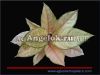 фото Аглаонема (Aglaonema Frozen) от магазина магазина орхидей Ангелок