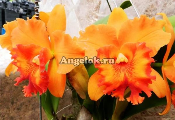 фото Каттлея (Rlc. Spanish Eye) Тайвань от магазина магазина орхидей Ангелок