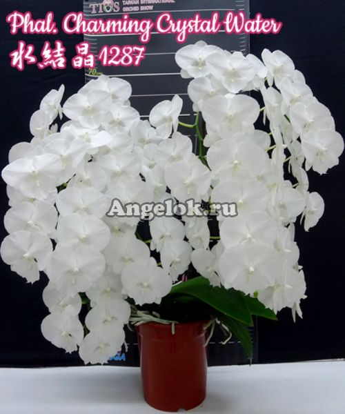 фото Фаленопсис Биг Лип (Phalaenopsis Charming Crystal Water) Тайвань от магазина магазина орхидей Ангелок