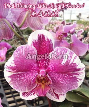 фото Фаленопсис (Phalaenopsis Hsinying Little Knight 'Voodoo') детка от магазина магазина орхидей Ангелок
