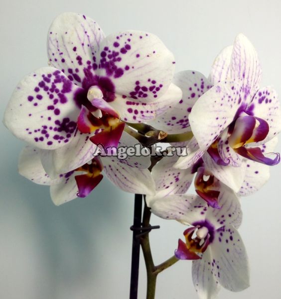 фото Фаленопсис (Phalaenopsis ) ph-97 от магазина магазина орхидей Ангелок