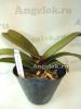 фото Ринхостилис (Rhy.gigantea dark red) Тайвань от магазина магазина орхидей Ангелок