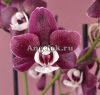 Фаленопсис Каода Твинкл (Phalaenopsis Kaoda Twinkle) Тайвань