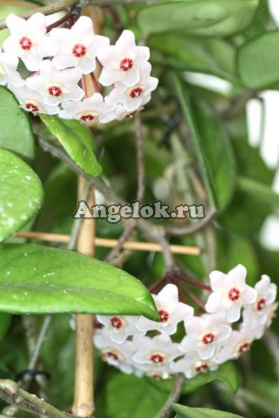 Хойя карноза (Hoya carnosa) черенок
