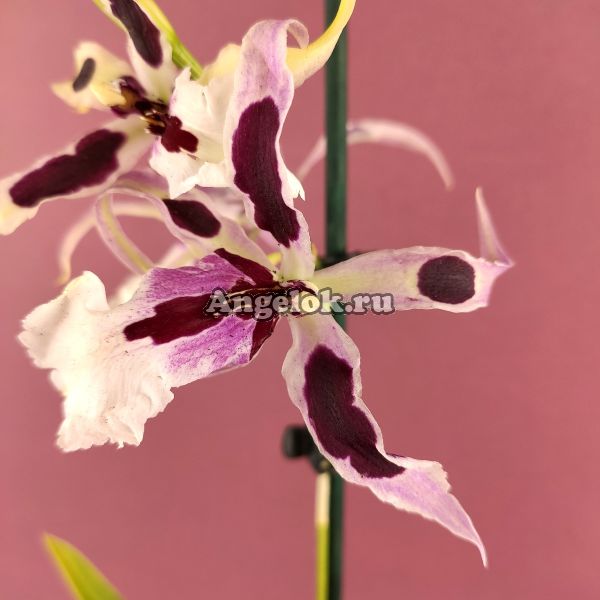 фото Камбрия (Beallara Gothic) от магазина магазина орхидей Ангелок