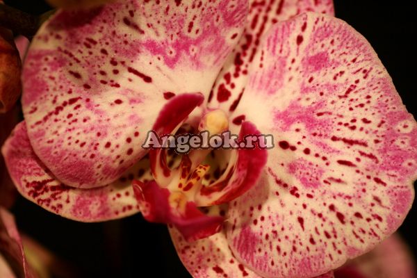 фото Фаленопсис Мелоди (Phalaenopsis Melody) от магазина магазина орхидей Ангелок