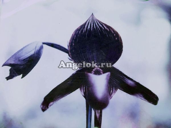 фото Пафиопедилум (Paph.rothschildianum × Red Shift) Тайвань от магазина магазина орхидей Ангелок