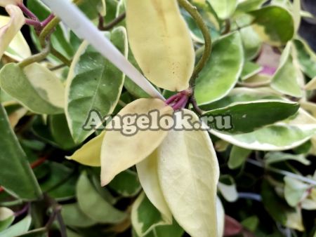 фото Хойя карноза (Hoya carnosa Krimson Queen) черенок от магазина магазина орхидей Ангелок