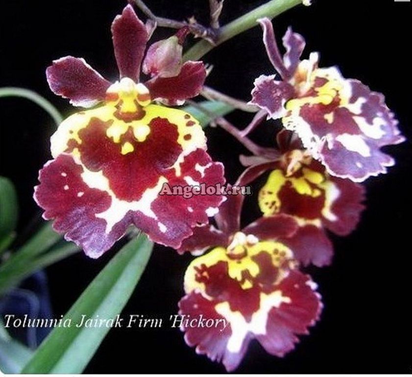 Толумния (Tolumnia Jairak Firm Hickory) Каталог орхидей - фаленопсисов, каттлей, ванд, дендробиумов со всего мира от интернет магазина Ангелок