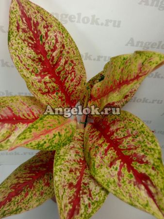 фото Аглаонема (Aglaonema Lai namtong) от магазина магазина орхидей Ангелок