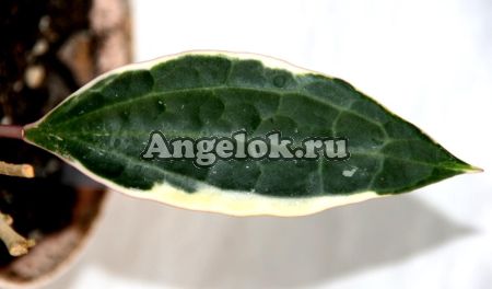 Хойя крупнолистная (Hoya macrophylla albomarginata) черенок