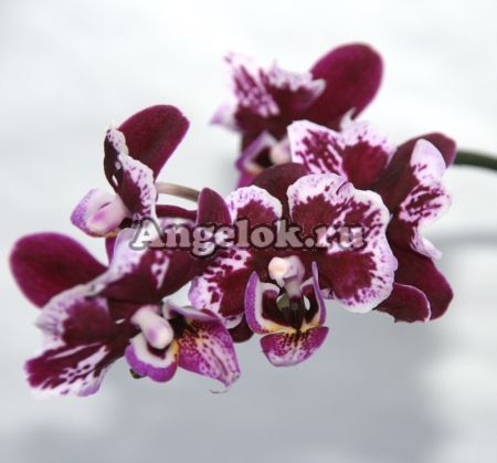 фото Фаленопсис мини (Phalaenopsis ) ph-81 от магазина магазина орхидей Ангелок